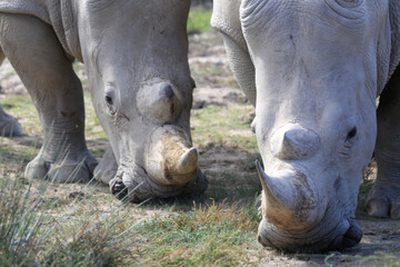 Obraz premium Rhynos