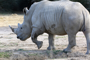 Obraz premium Rhynos