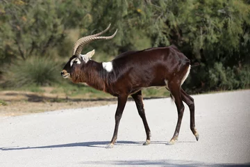 Foto op Plexiglas african animal safari with antilope sable © fotoXS