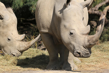 Fototapeta premium Rhynos