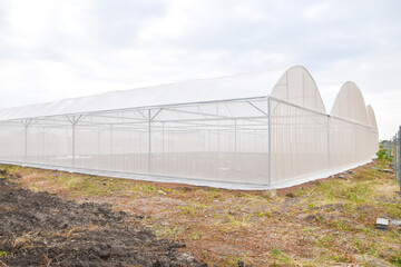 Obraz premium Greenhouse for growing cannabis in a closed system.