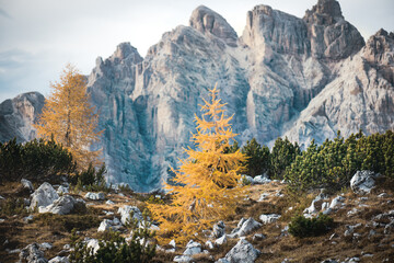 Larch forest in the middle of Dolomites - Italy. Detail of coniferous forest with beautiful view on landscape scenery.