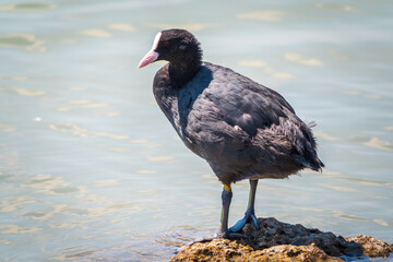 Water bird Eurasian coot, Fulica atra, standing in shallow water