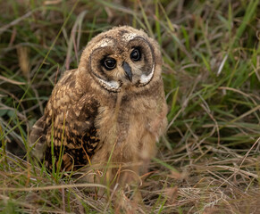 Rare Sighting of a Marsh Owl Family with Chicks in the Maasai Mara National Reserve, Kenya