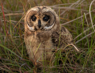 Rare Sighting of a Marsh Owl Family with Chicks in the Maasai Mara National Reserve, Kenya