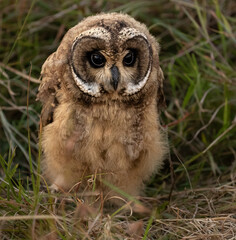 Rare Sighting of a Marsh Owl Family with Chicks in the Maasai Mara National Reserve, Kenya