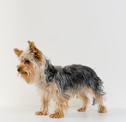 Unshorn york terrier full length portrait isolated on white with copy space. Dog grooming banner background concept