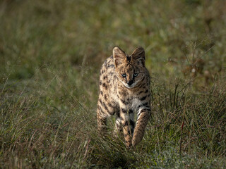 Naklejka na ściany i meble Serval Cat, very elusive and shy little cat. Not often photographed close up. Superb hunters, my favourite wild cats for sure