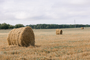 Fototapeta premium Haystacks gathered in a circle on a large field. A clear summer day, with a house in the background.