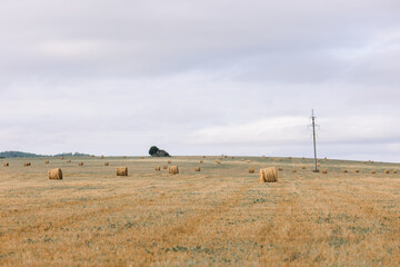 Obraz premium Haystacks gathered in a circle on a large field. A clear summer day, with a house in the background.