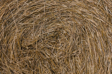 Haystacks gathered in a circle on a large field. A clear summer day, with a house in the background.