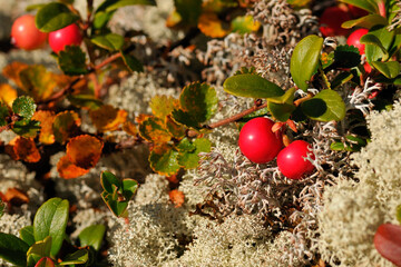 Preiselbeeren zwischen Rentiermoos in Schweden