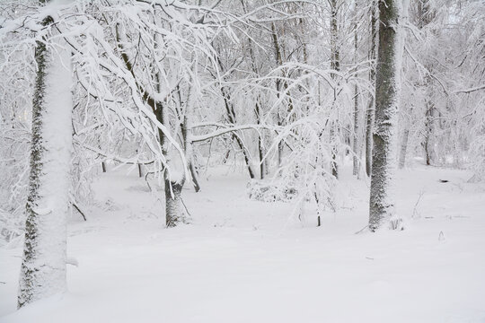 Winter snowy forest background. A beautiful winter scene of a white snowy woodland with branches covered with snow.