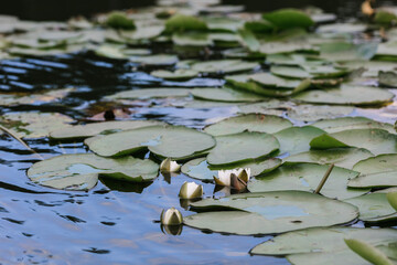 Flowering reeds and algae on the surface of the water. Leaves and a white lotus flower on the lake. A lotus flower on the water. Plants in the lake.