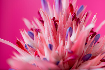 Close up of Pink Bromeliad Flower
