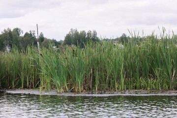 Beautiful view of the lake on a summer day. Reeds and trees grow on the shore. The surface of the water.