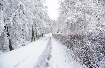 A beautiful snow scene of a snowy winter park with white snow-covered trees and bushes, and a path...
