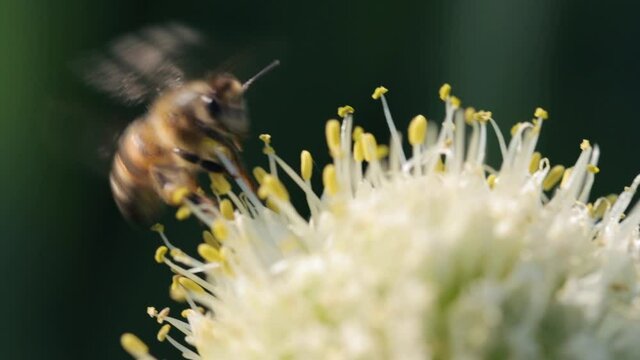 Honey bee collecting nectar and pollen