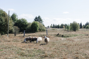 A few sheep and lambs graze during the day. The village and the Ural nature.