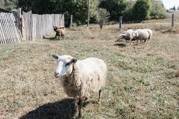 A few sheep and lambs graze during the day. The village and the Ural nature.