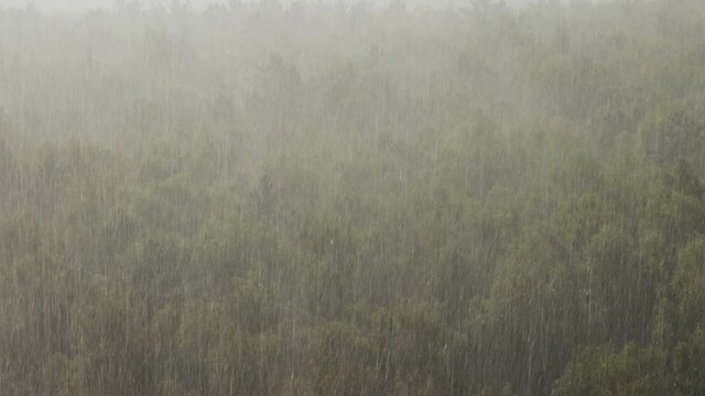 Downpour in birch forest in summer