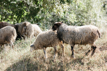 Obraz premium sheep breed. A few sheep and lambs graze on a summer day.