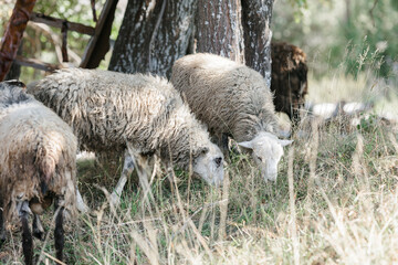 A few sheep and lambs graze during the day.