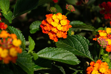 gelb orangene blüte