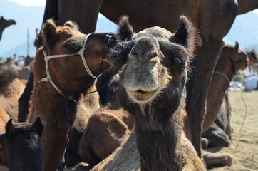 Cute dromedary at Pushkar Camel Fair