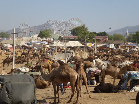Dromedary for sale at Pushkar Camel Fair
