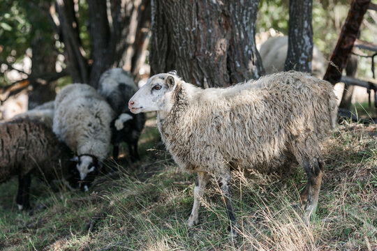 A few sheep and lambs graze during the day. The village and the Ural nature.