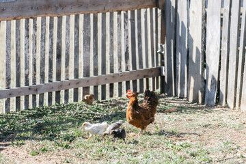 The chicken teaches the chickens to get food. chickens walk in the fresh air on a farm in the countryside. The bird walks freely around the chicken coop. Chickens on a farm on a sunny day