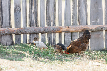 The chicken teaches the chickens to get food. chickens walk in the fresh air on a farm in the countryside. The bird walks freely around the chicken coop. Chickens on a farm on a sunny day