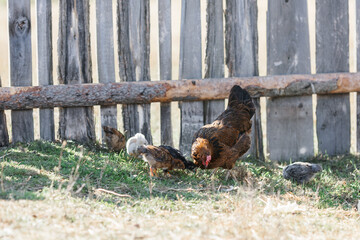 The chicken teaches the chickens to get food. chickens walk in the fresh air on a farm in the countryside. The bird walks freely around the chicken coop. Chickens on a farm on a sunny day