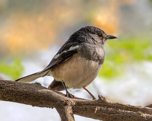 oriental Magpie sitting on a tree