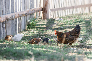 The chicken teaches the chickens to get food. chickens walk in the fresh air on a farm in the countryside. The bird walks freely around the chicken coop. Chickens on a farm on a sunny day
