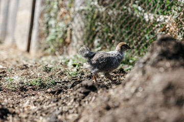 Chickens on a farm on a sunny day. Chickens in the house. A chicken in a chicken coop. Chickens on a farm on a sunny day