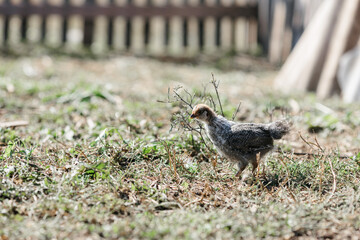 Chickens on a farm on a sunny day. Chickens in the house. A chicken in a chicken coop. Chickens on a farm on a sunny day