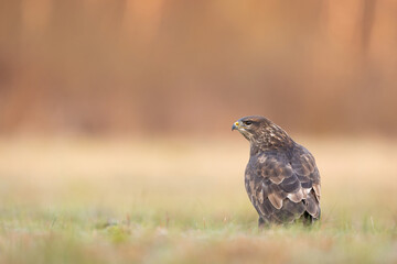 Birds - Common Buzzard (Buteo buteo)