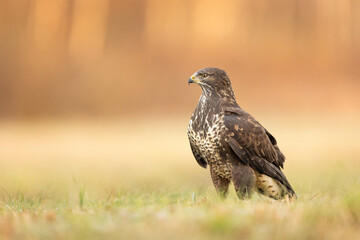 Birds - Common Buzzard (Buteo buteo)
