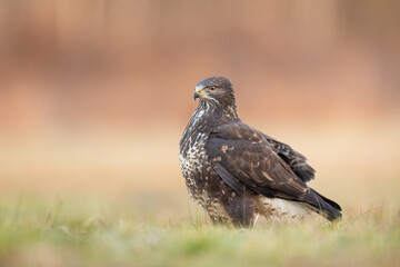 Birds - Common Buzzard (Buteo buteo)