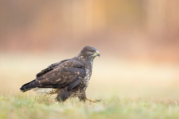 Birds - Common Buzzard (Buteo buteo)