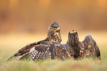 Birds - Common Buzzard (Buteo buteo)