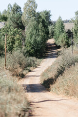 View of the village road. summer day, greenery and trees.
