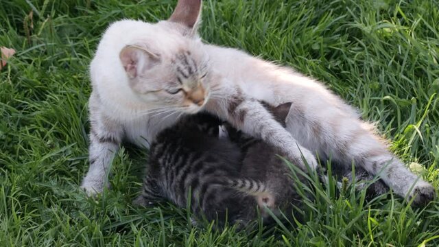 Mother cat with her kittens on grass