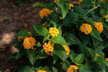 gelb blühende blumen im schatten