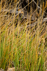 Leaves in autumn