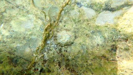 Mediterranean limpet or rayed Mediterranean limpet (Patella caerulea) undersea, Aegean Sea, Greece, Halkidiki
