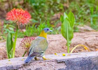 A yellow footed green Pigeon on a lake side