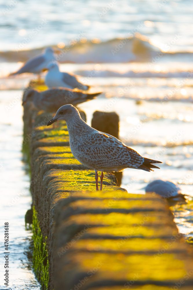 Canvas Prints Seagulls on sea breakwater